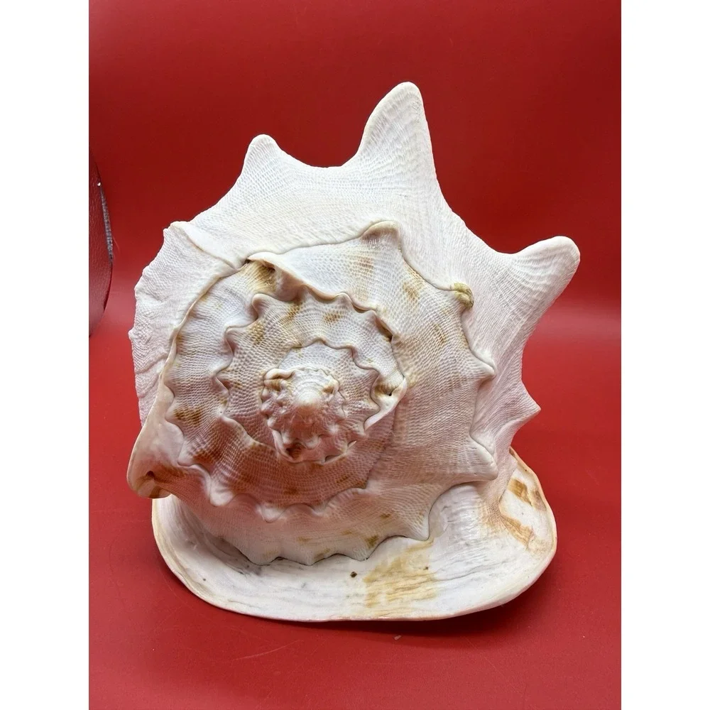 Seashell Cassis Cornuta Queen Horned Helmet Shell~ Large  9